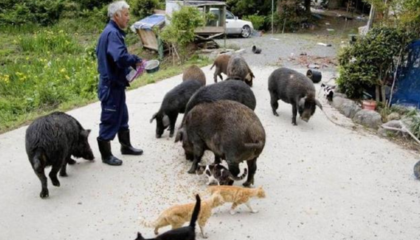福島核輻射區(qū)&ldquo;唯一&rdquo;活人,飼養(yǎng)變異動物6年,政府卻希望他盡快去世